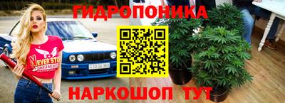 крисы Нальчик